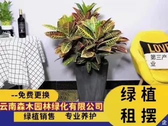 花卉绿植批发零售、花卉租摆 绿植租售 绿植租摆 园林养护免费 花卉绿植批发零售、花卉租摆 绿植租售 绿植租摆 园林养护免费