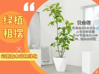 花卉绿植批发零售、花卉租摆 绿植租售 绿植租摆 园林养护免费 花卉绿植批发零售、花卉租摆 绿植租售 绿植租摆 园林养护免费