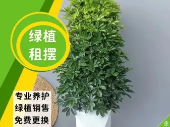 花卉租摆 绿植租售 绿植租摆 园林养护免费 花卉租摆 绿植租售 绿植租摆 园林养护免费