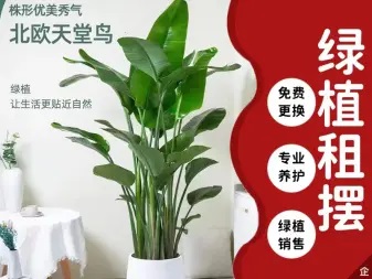 花卉租摆 绿植租售 绿植租摆 园林养护免费 花卉租摆 绿植租售 绿植租摆 园林养护免费