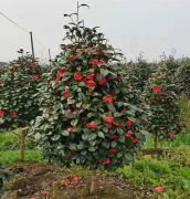 茶花