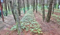 麒麟区土地，林地出租养殖种植用地