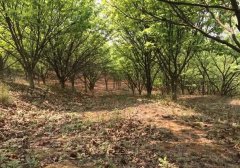麒麟区土地，林地出租养殖种植用地