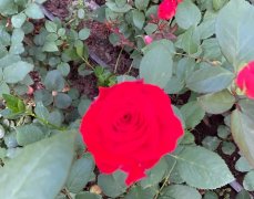 (转让) 玫瑰花大棚种植地转让