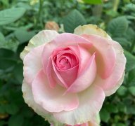 (转让) 玫瑰花大棚种植地转让