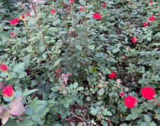 (转让) 玫瑰花大棚种植地转让