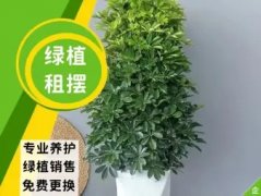 花卉绿植批发零售、花卉租摆 绿植租售 绿植租摆 园林养护免费