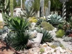 绿植租摆、花卉租摆、园林绿化工程，园林设计，花园改造