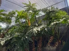 七州花卉·庭院设计，私家花园，绿植租摆，婚庆鲜花配送