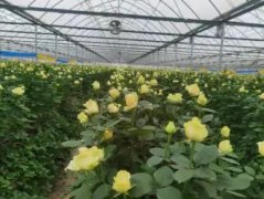 七州花卉·庭院设计，私家花园，绿植租摆，婚庆鲜花配送