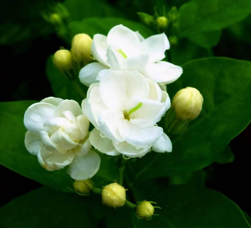 如何盆栽茉莉花?