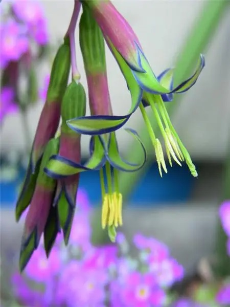 如何使垂兰水塔花花繁叶茂